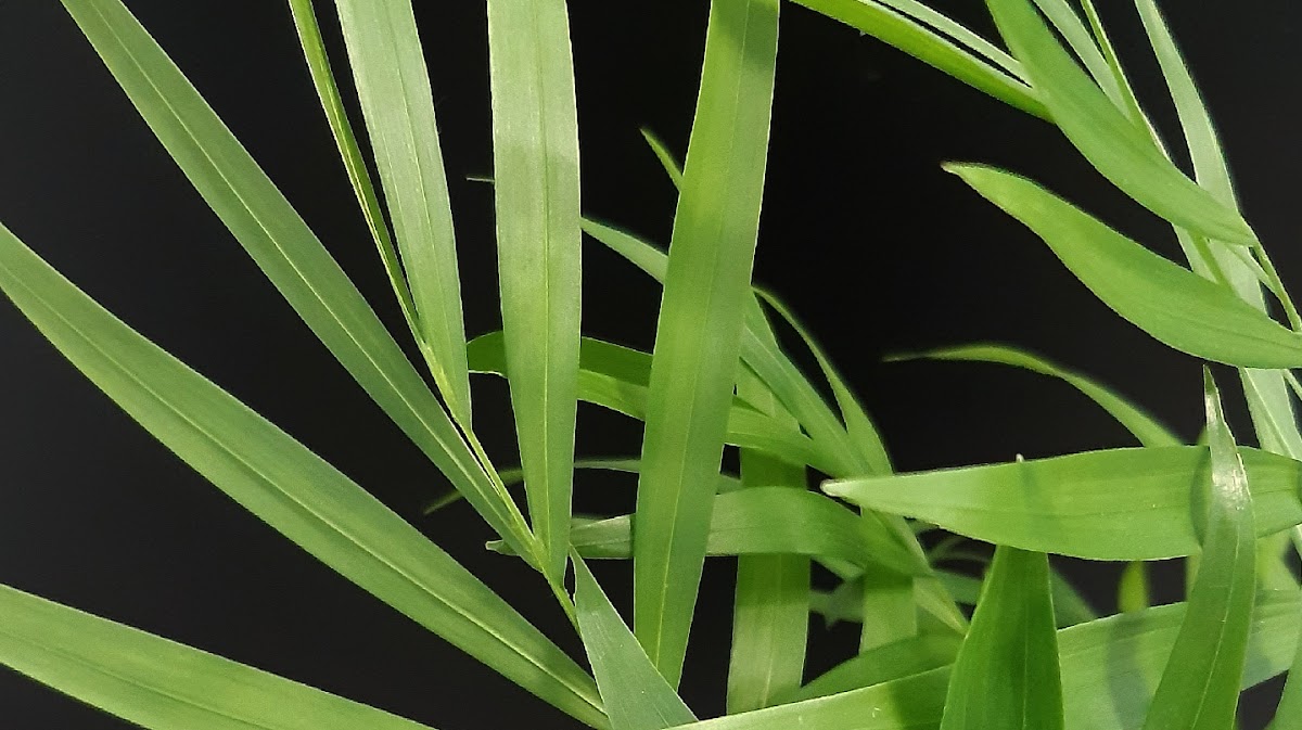 Svart Coffee - Specialty Coffeeshop - 3