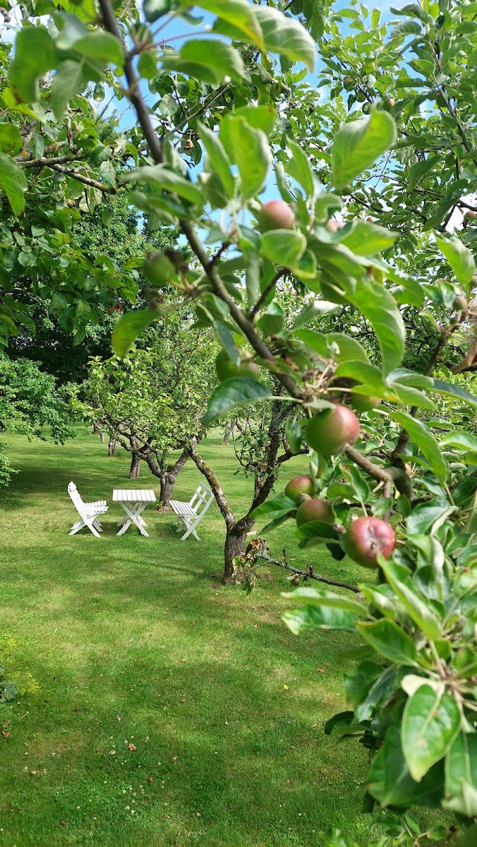 Apple Garden Cafe & Studio - 3