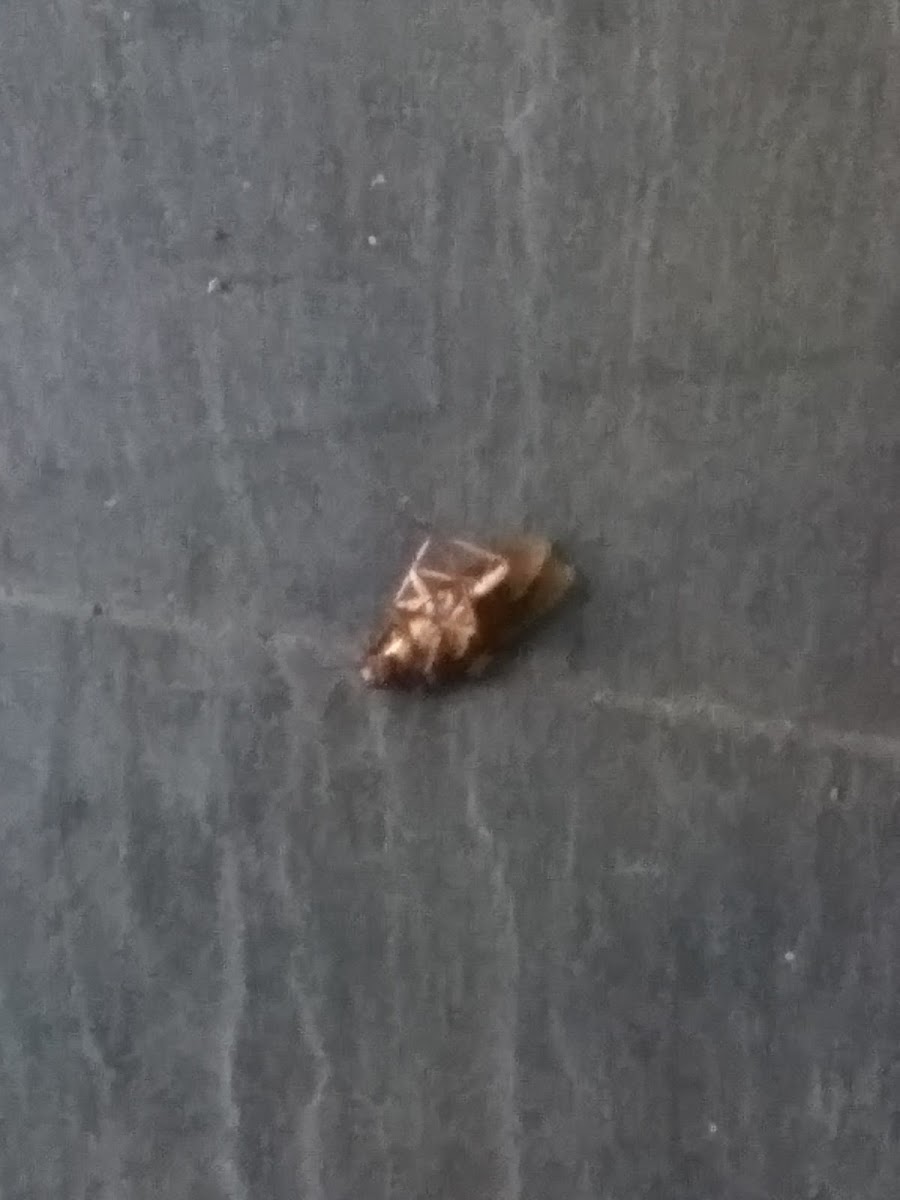 Café-Bar Alejandria - 4