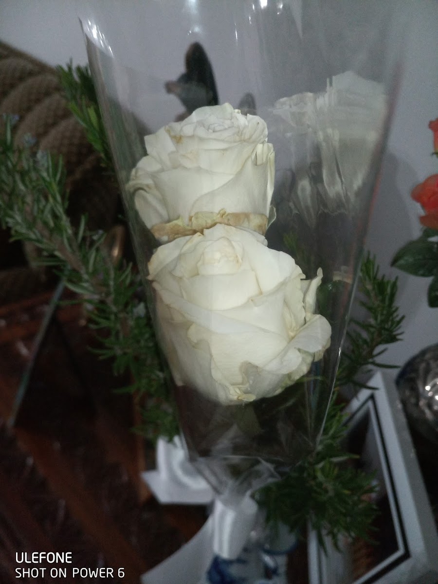 Café Quinta do Galito - 2