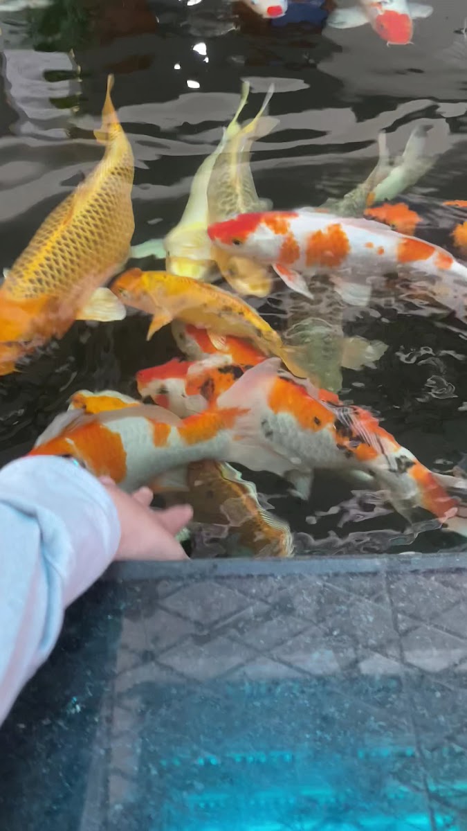 TRUMP Hotel & Coffee - 4