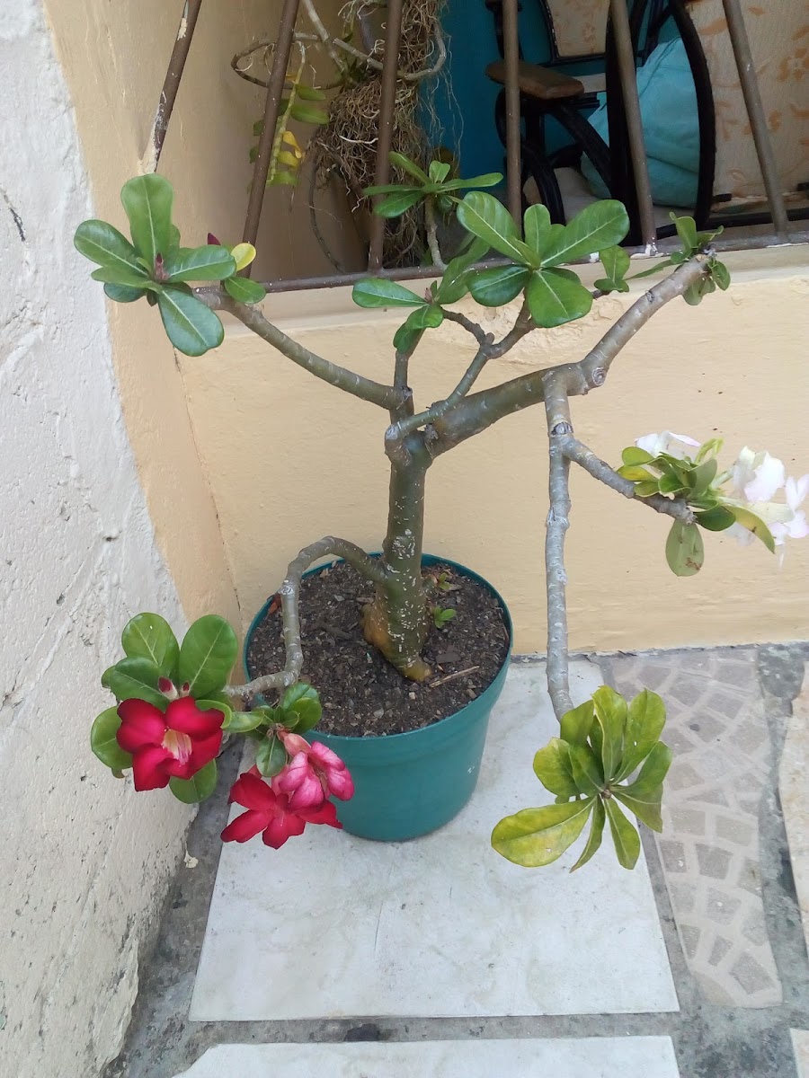 Vista Linda San Francisco de Macoris - 4