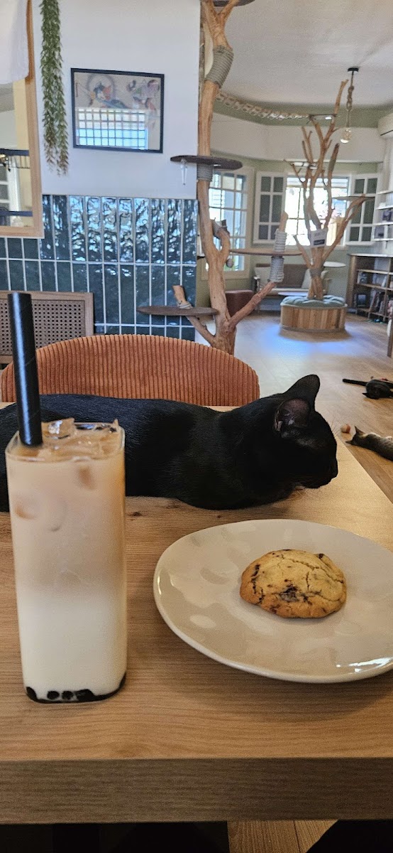 Ryokaï Café - Café à chats - 3