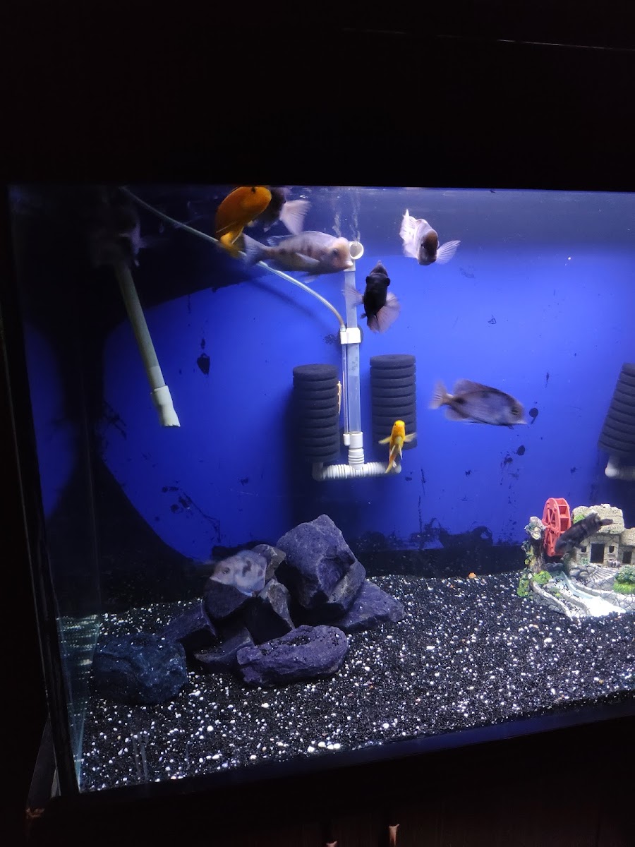 Cevizaltı PlayStation Cafe - 2