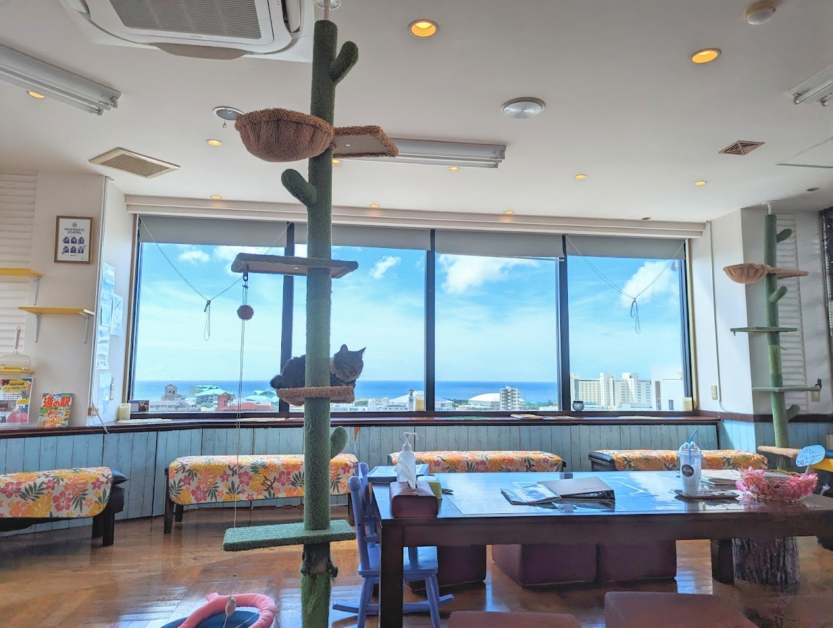 Chihuahua and Cat Cafe