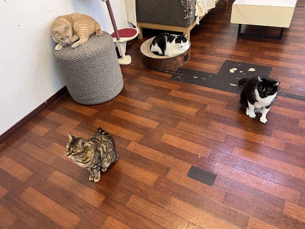 Chihuahua and Cat Cafe - 4