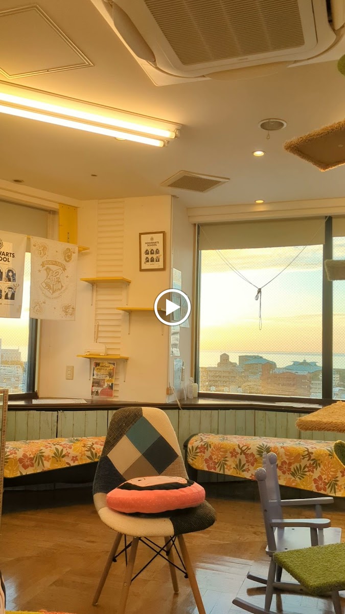 Chihuahua and Cat Cafe - 6