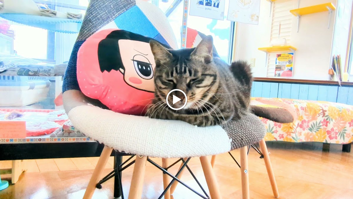 Chihuahua and Cat Cafe - 7