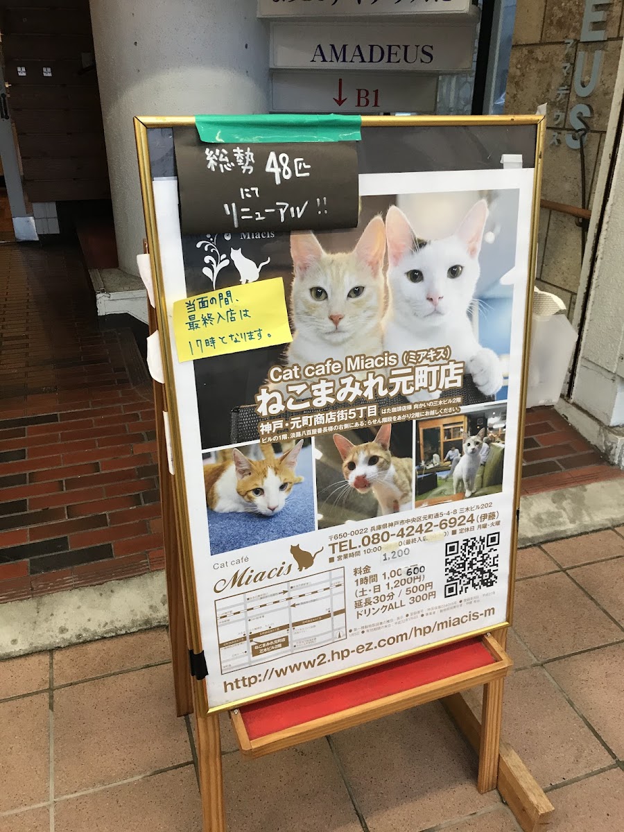 猫カフェ miacis ねこまみれ元町店 - 3