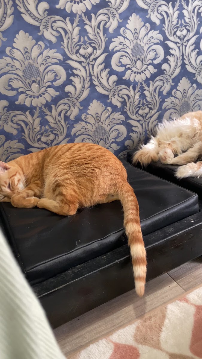 猫カフェ miacis ねこまみれ元町店 - 2