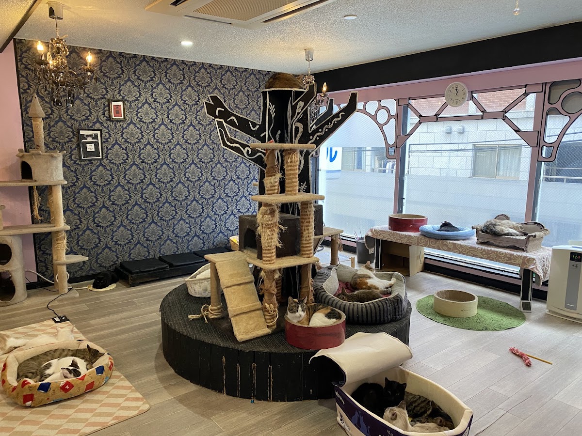 猫カフェ miacis ねこまみれ元町店 - 3