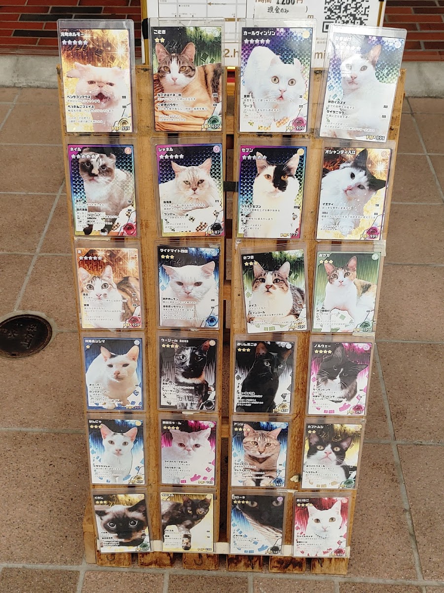 猫カフェ miacis ねこまみれ元町店 - 4