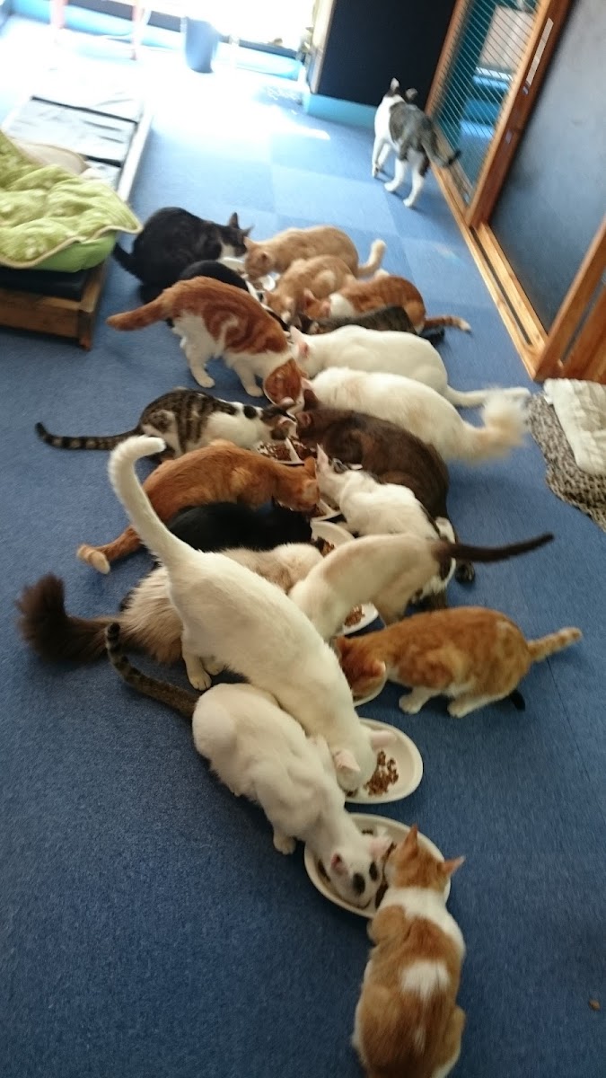 猫カフェ miacis ねこまみれ元町店 - 6