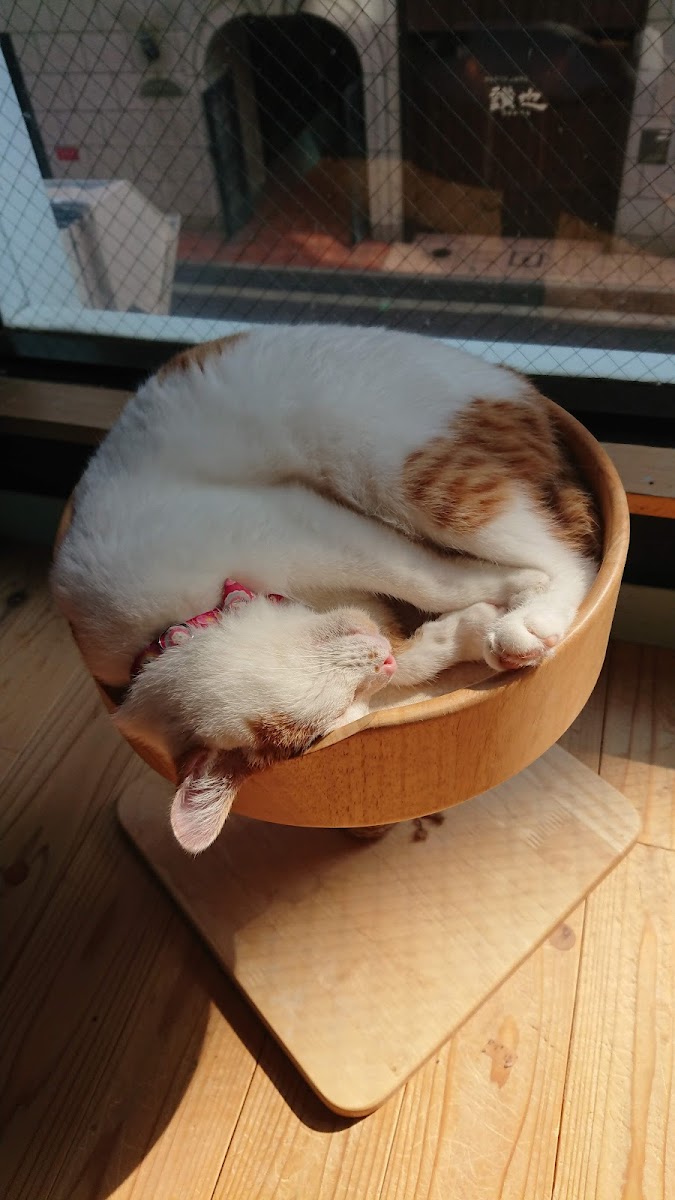 猫カフェ miacis ねこまみれ元町店 - 8