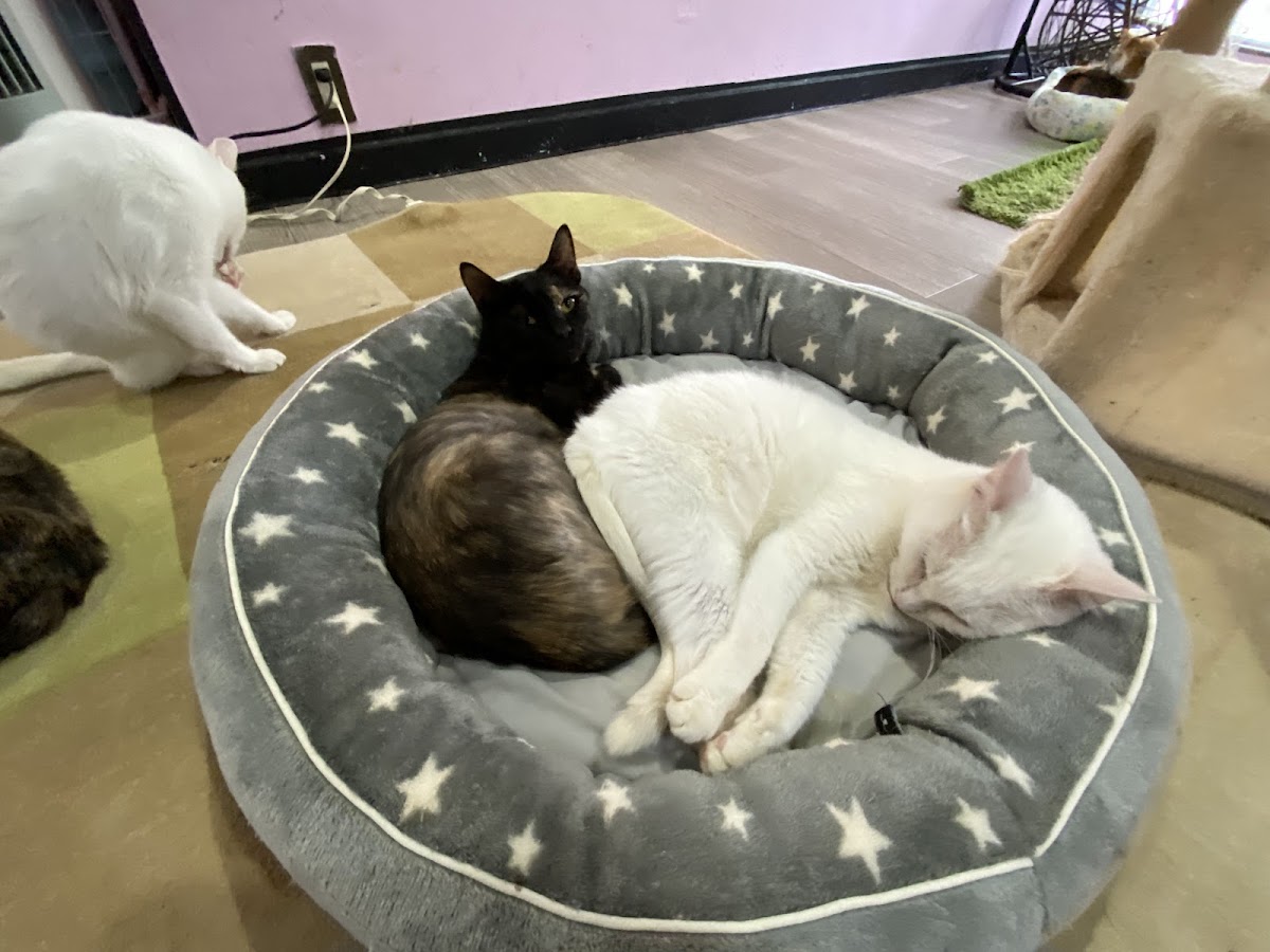 猫カフェ miacis ねこまみれ元町店 - 9