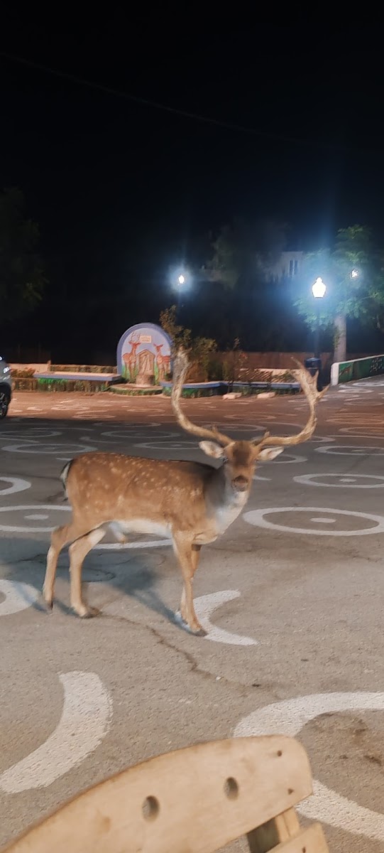 Kafeineo I Plateia - 3