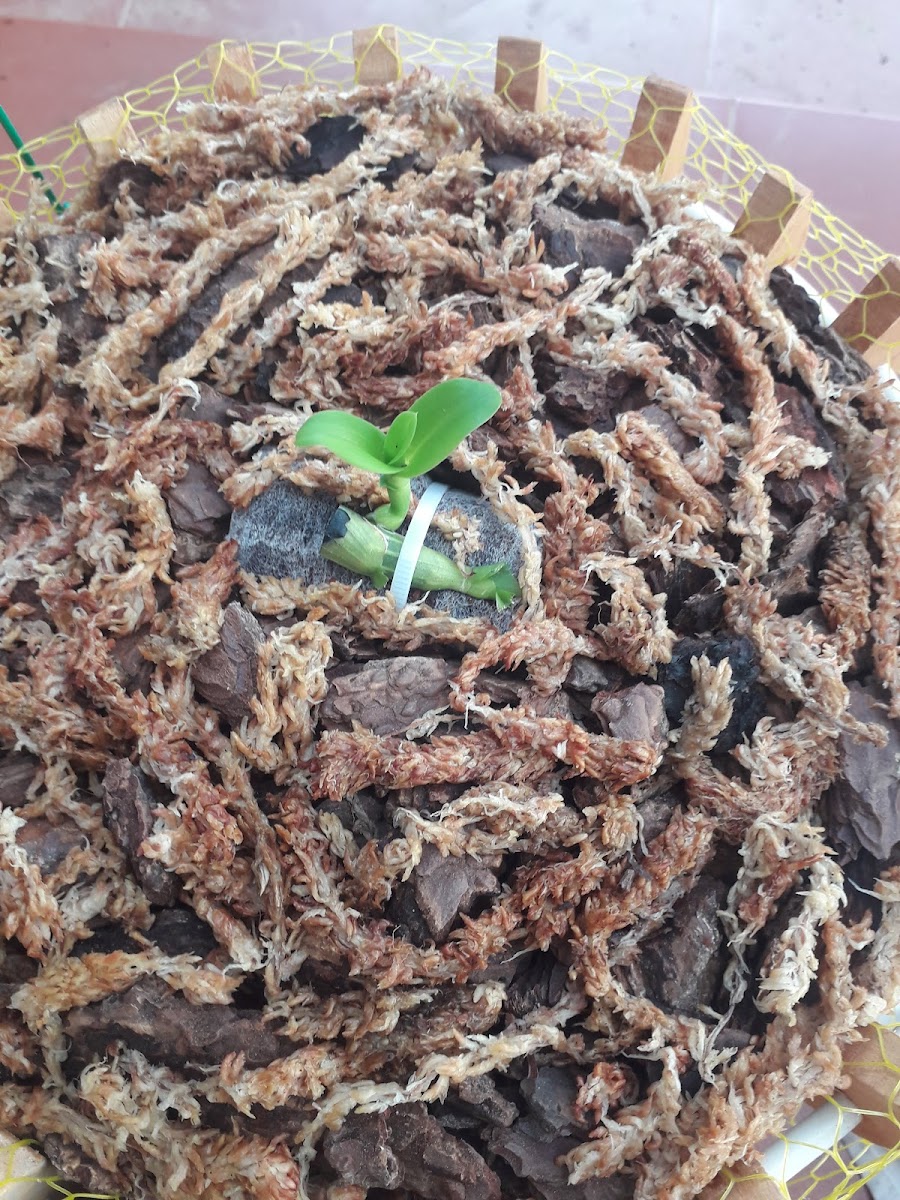 Cafe Hương Doan - 8