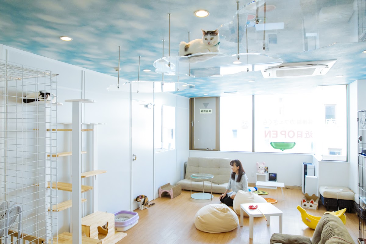 Cat Cafe Sakura 1