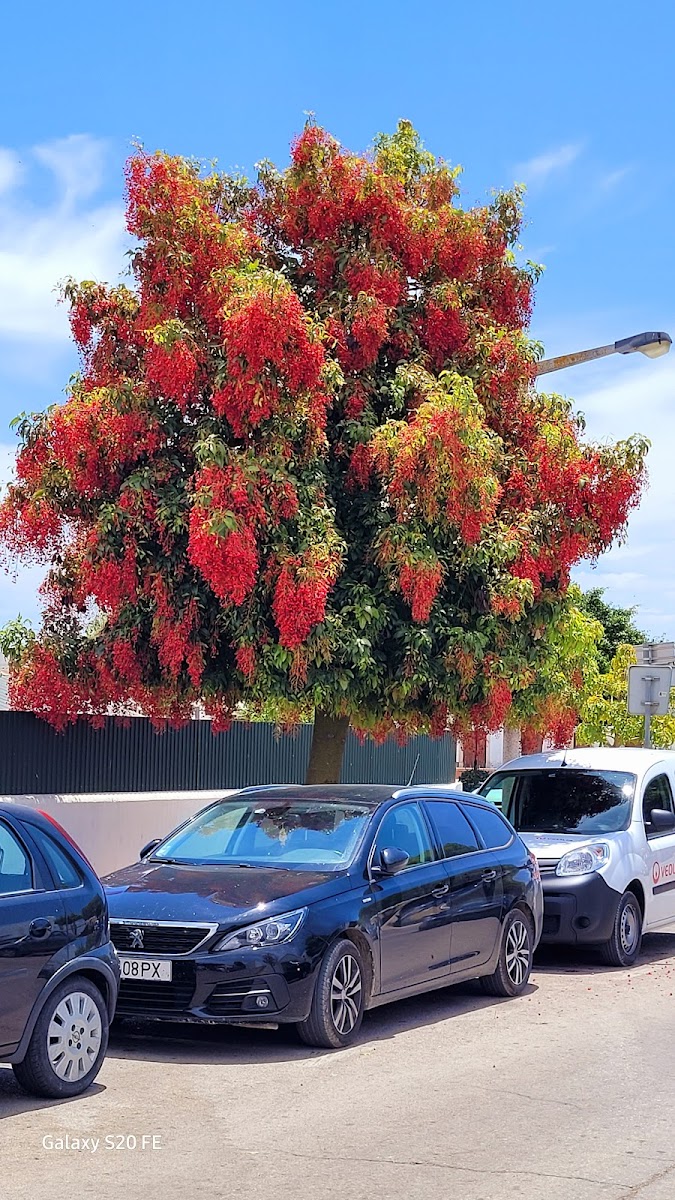 Sociedade Columbófila Luzense