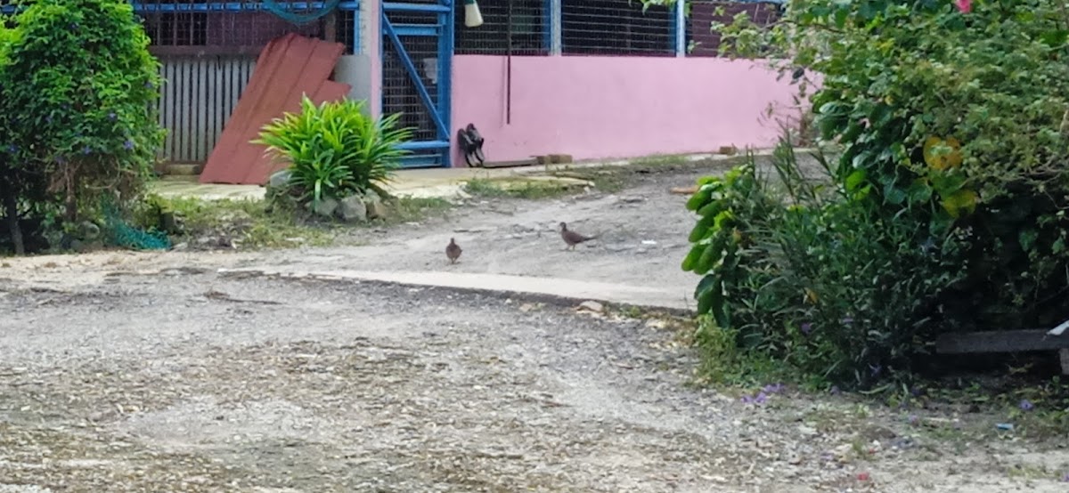 Cendol Sg Seluang - 3