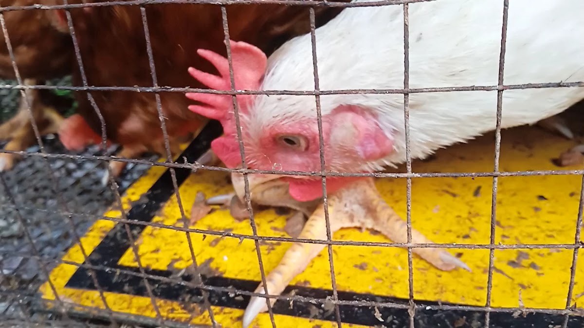 Cendol Sg Seluang - 4