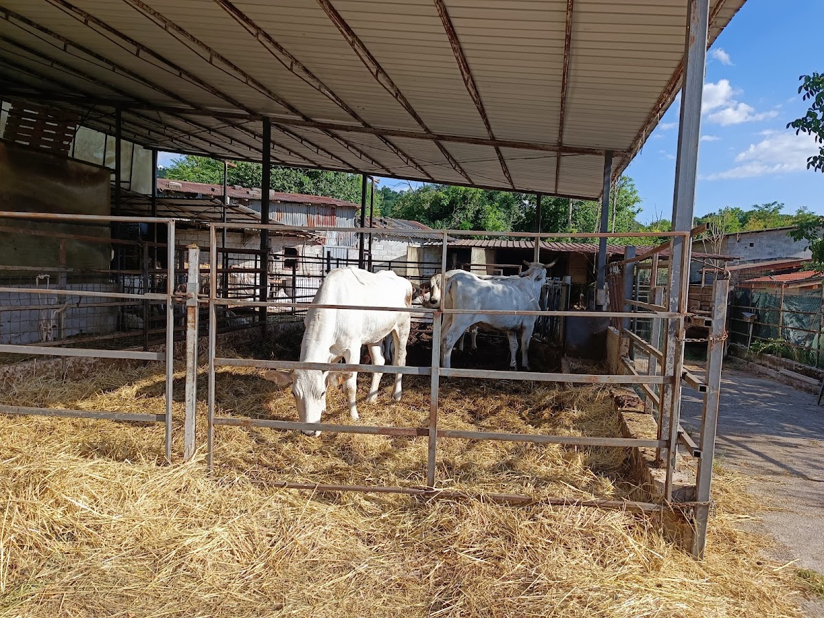 Agriturismo ristorante il Barone Cantalice ( Ri')