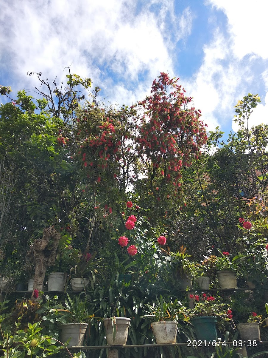 El Arepaszo De Mister