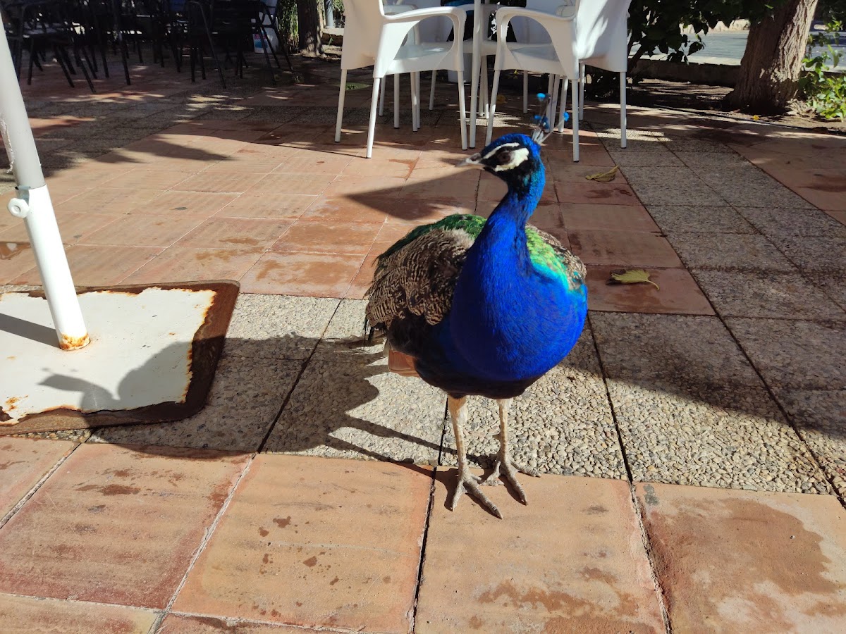 Parque Municipal Cafe. - 4
