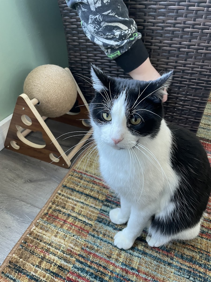 Btown Meow Cat Cafe - 4