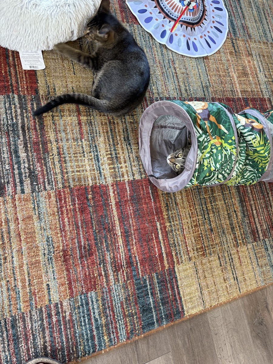 Btown Meow Cat Cafe - 5