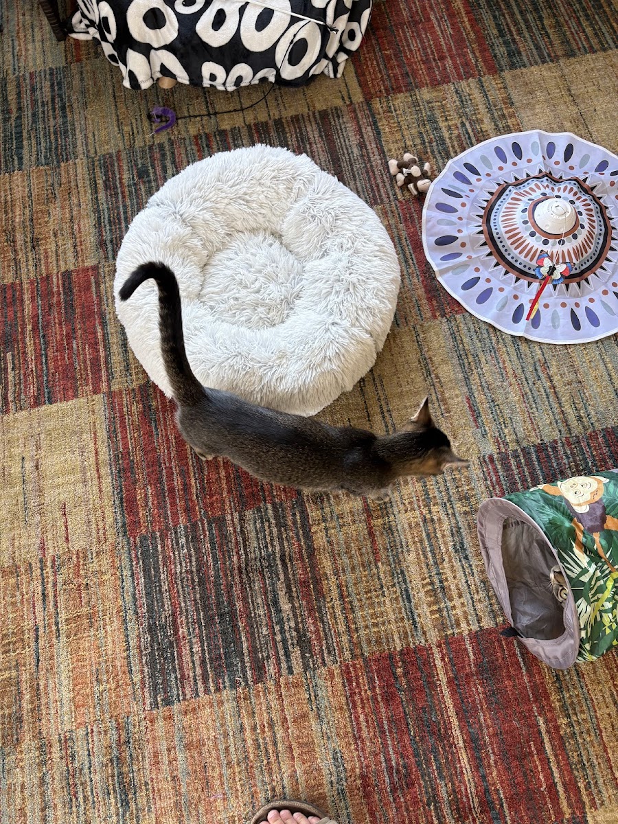 Btown Meow Cat Cafe - 6