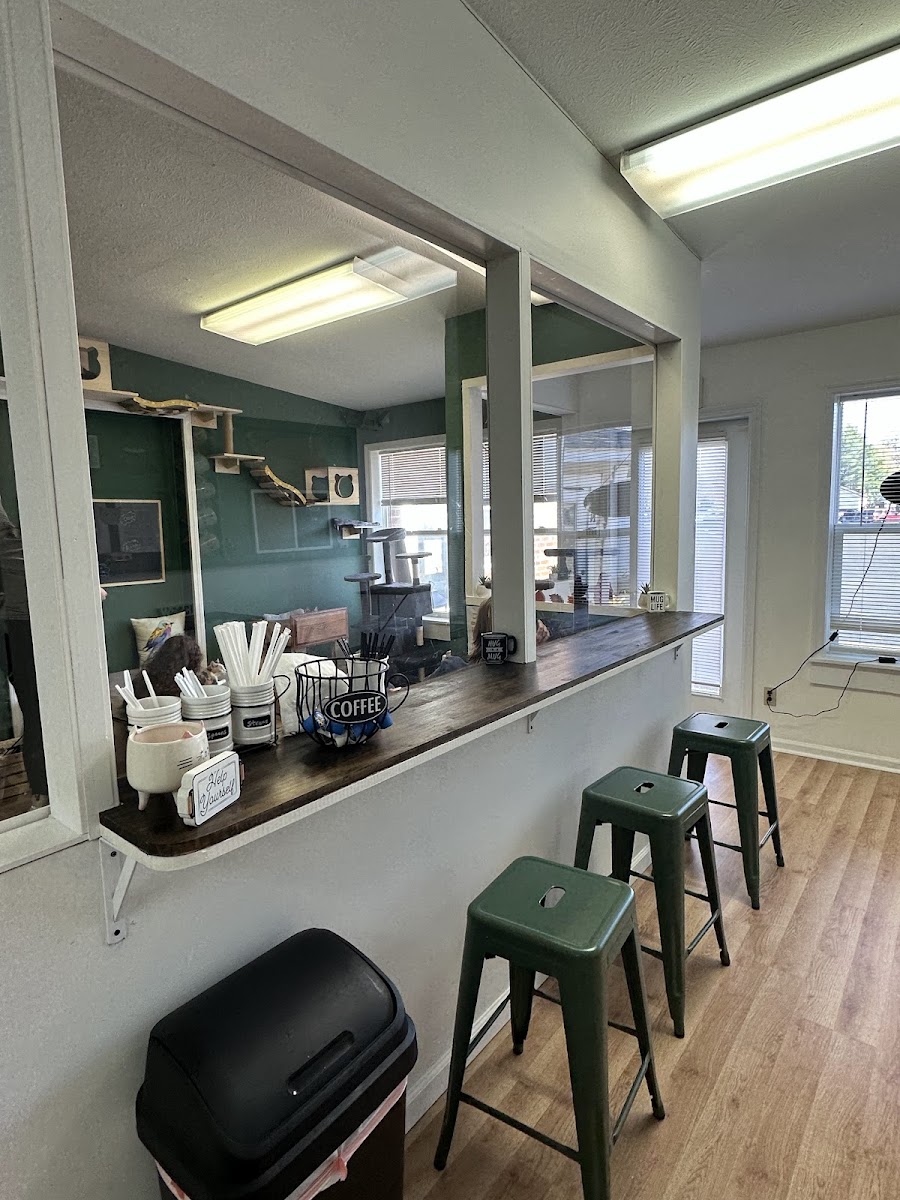 Btown Meow Cat Cafe - 7