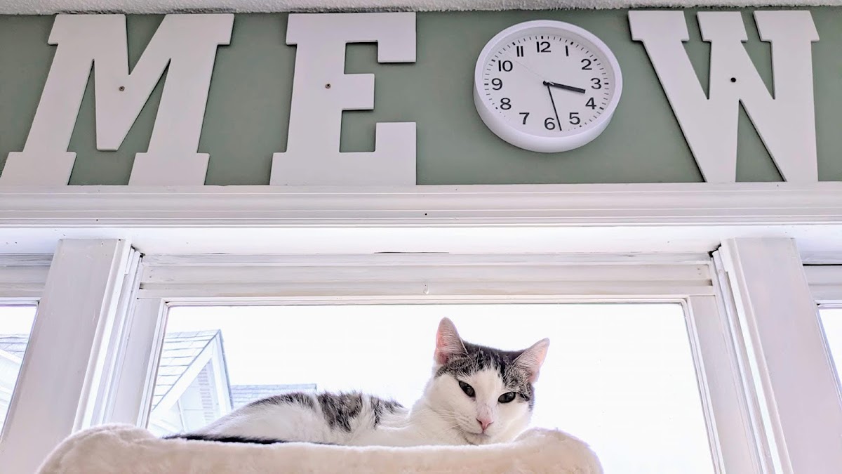 Btown Meow Cat Cafe - 8