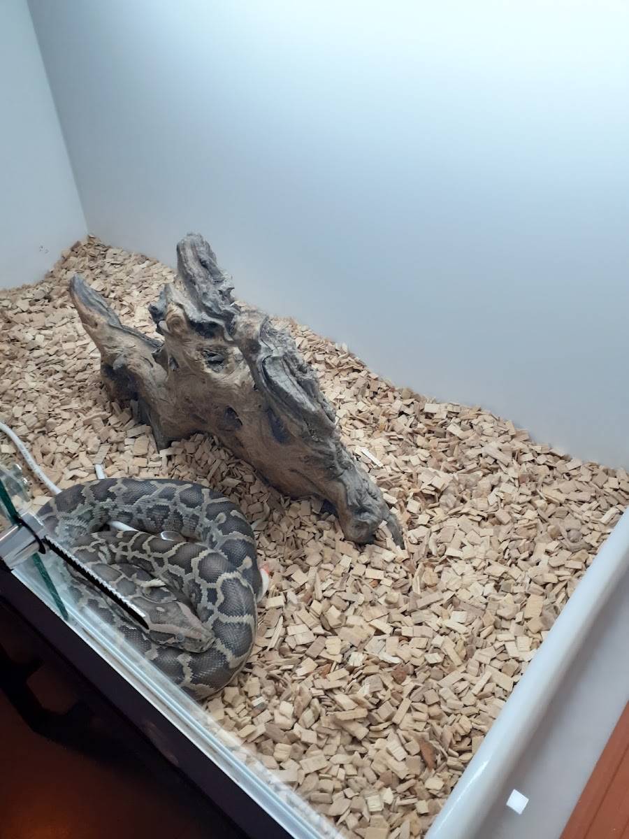 Cafetería Lórent - 2