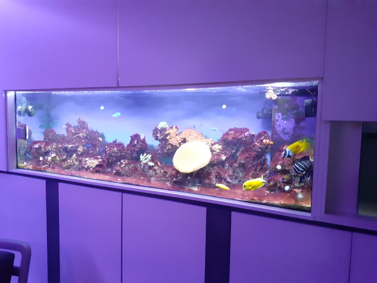 Cafetería Lórent - 3