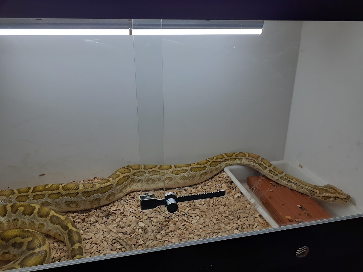 Cafetería Lórent - 4