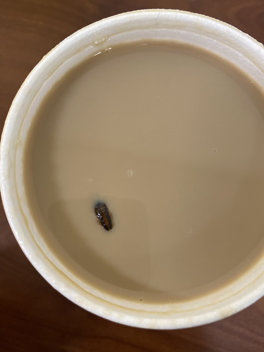 Las Reinas Del Cafe Corporation - 8