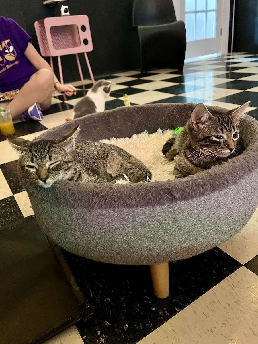 The Purrfect Pour Cat Cafe - 2
