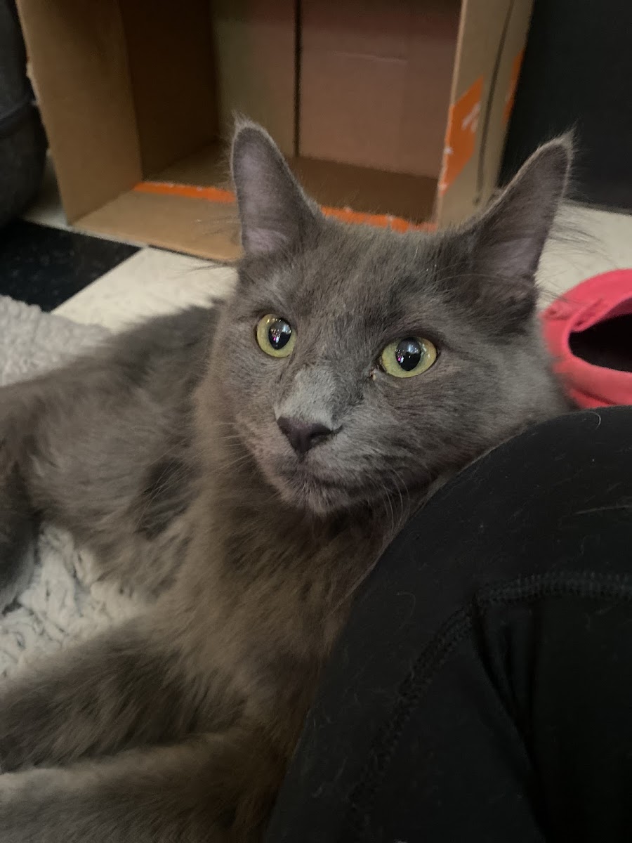 The Purrfect Pour Cat Cafe - 4