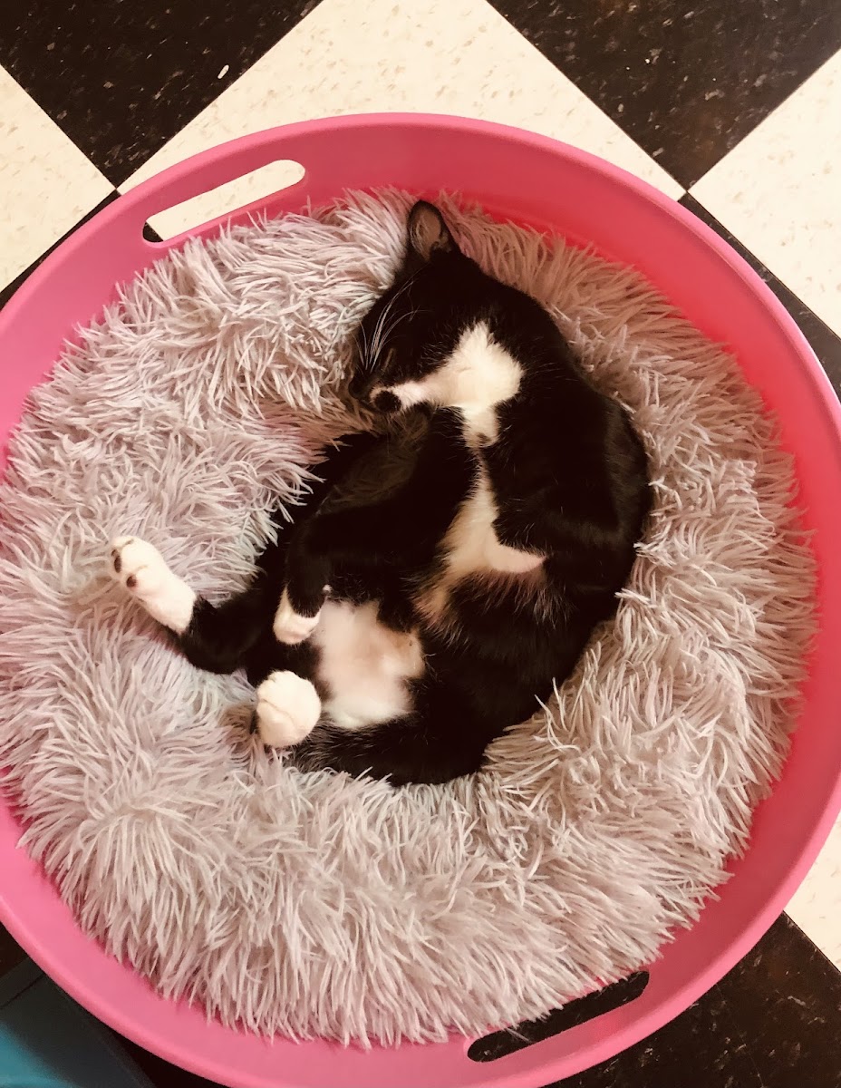 The Purrfect Pour Cat Cafe - 5
