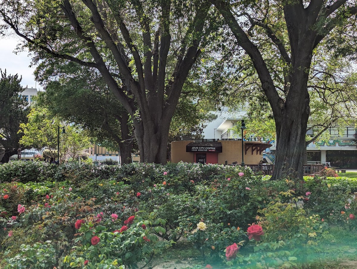 Java City: Roundhouse (at Sacramento State) - 3