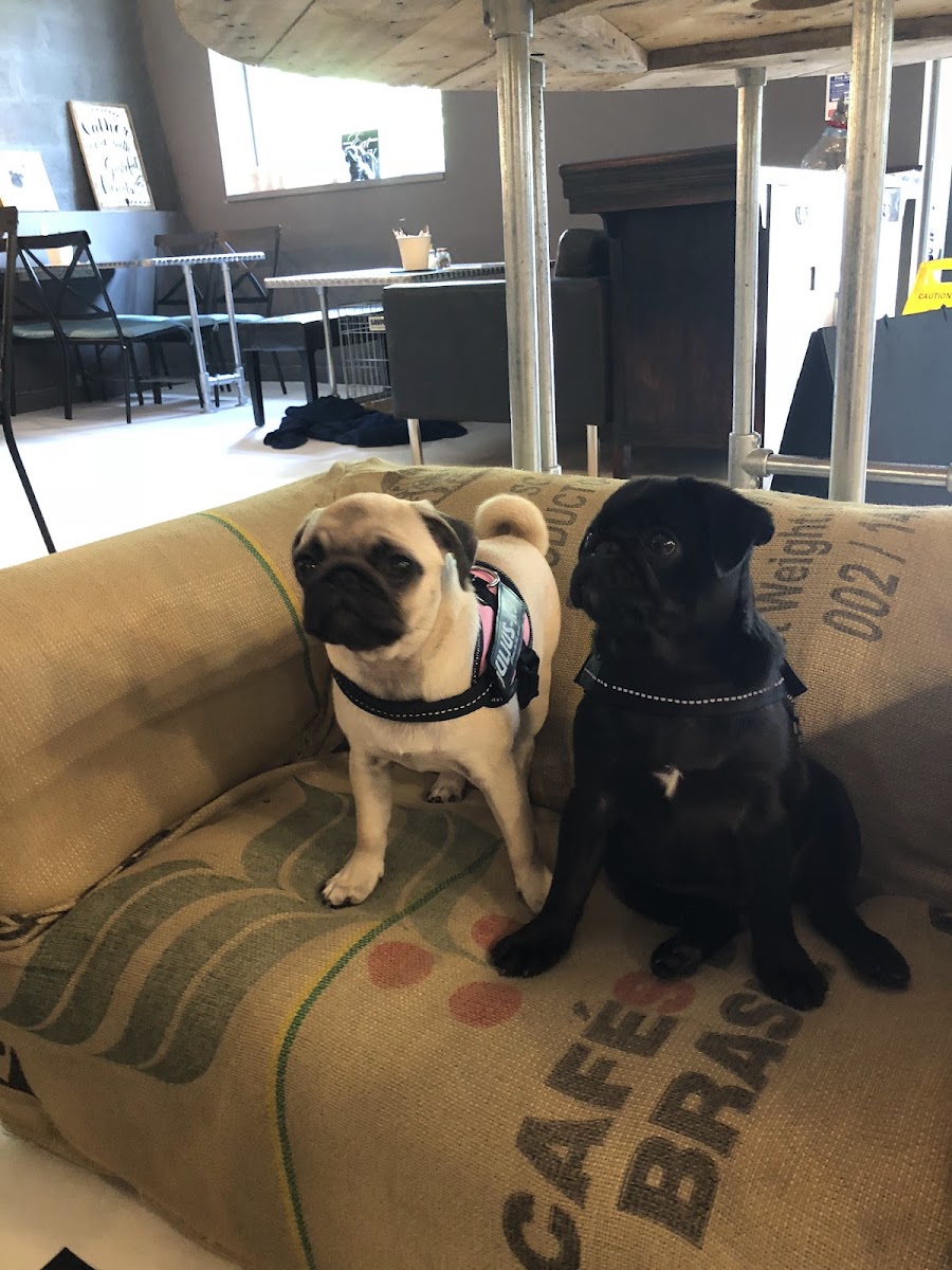 the doghouse coffee lounge - 4