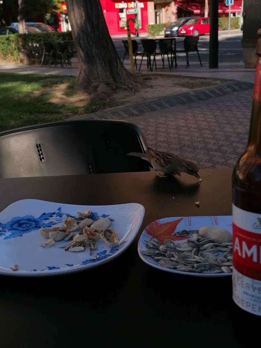 Café Simi - 9