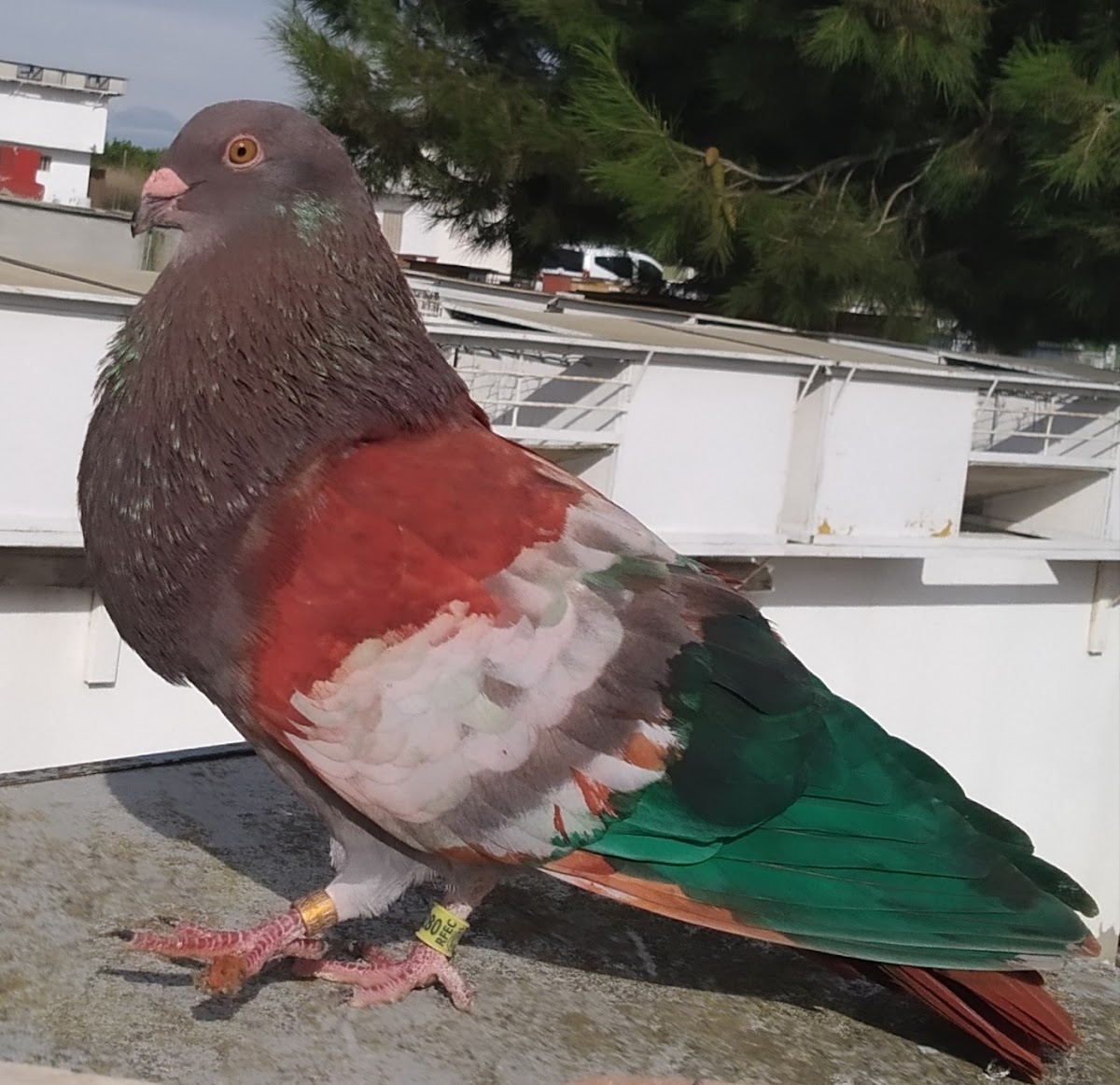 Cafetería Restorante Jardín - 3