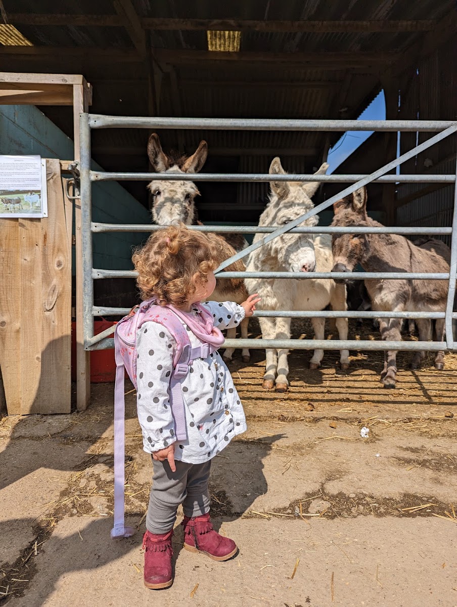 The Retreat Animal Rescue & Cafe - 2