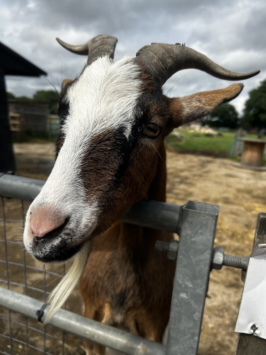 The Retreat Animal Rescue & Cafe - 3