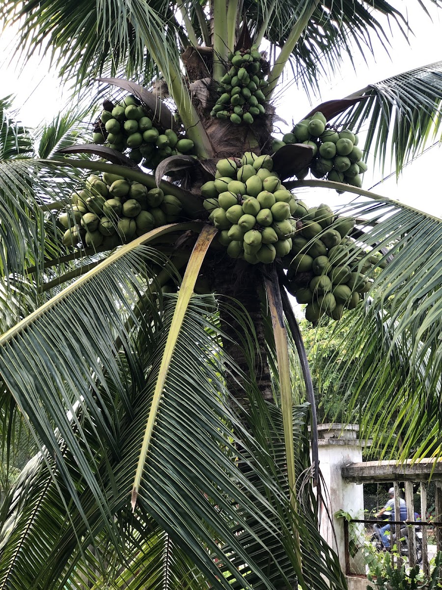 Cafe Sân vườn Cây Dừa - 3