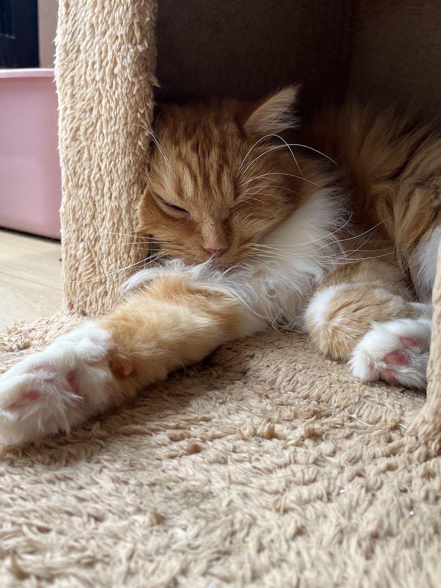 Nami's Cuddle & Co - 10