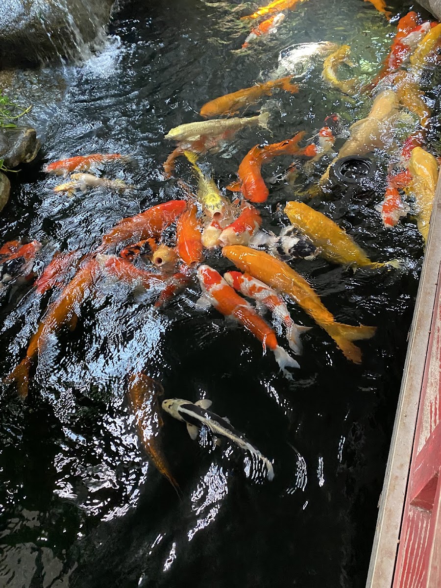 CÁT VY COFFEE KOI - 4