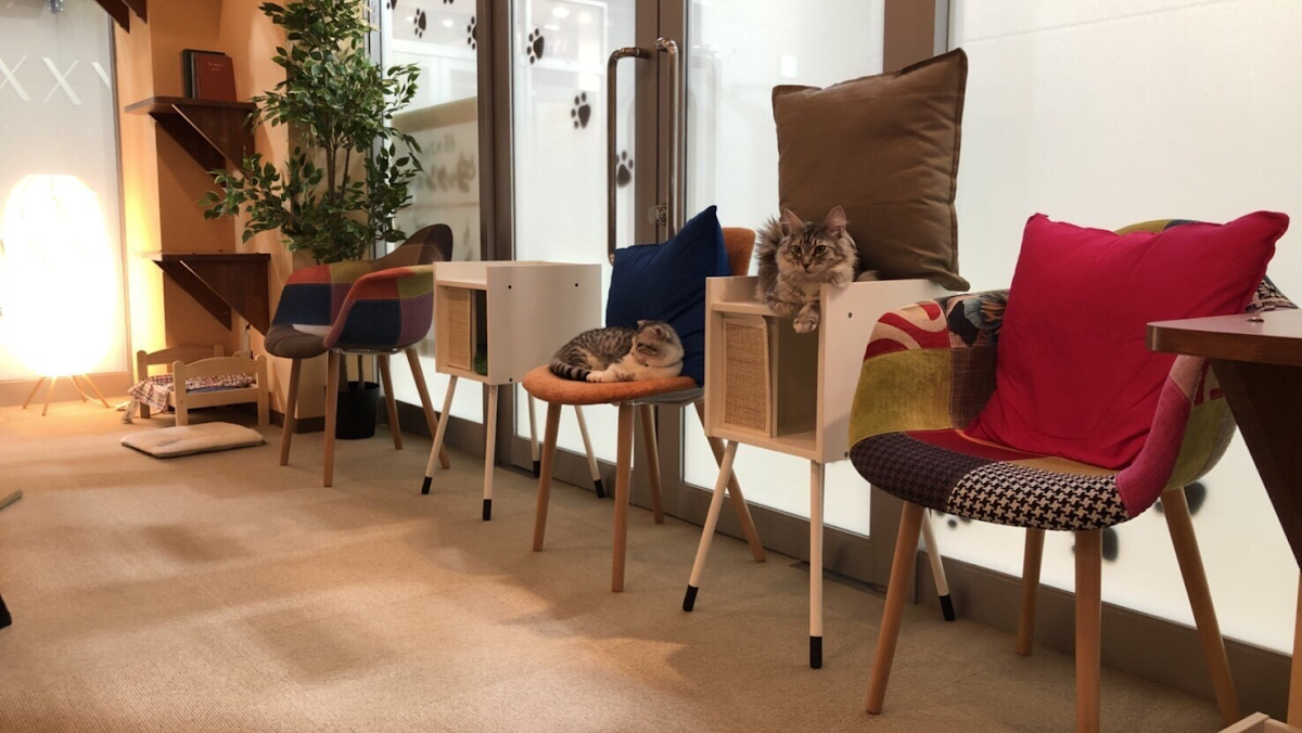 Cokkun cat cafe Ebina Vinawalk